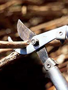 Pruning