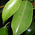 Weeping Fig