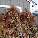 Corn Stalks