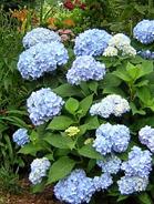 Endless Summer Hydrangea