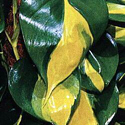 Philodendron 'Brasil'
