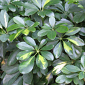 Dwarf Umbrella Tree