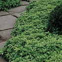 Groundcovers