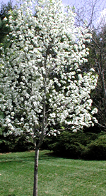 Flowering Pear