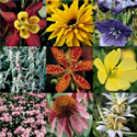 Perennials