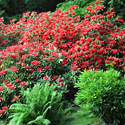 Shrubs