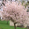 Trees