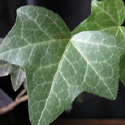 English Ivy