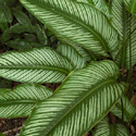 Peacock Plant
