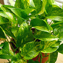 Golden Pothos
