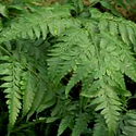Rabbit Foot's Fern
