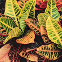 Croton