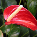 Flamingo Flower