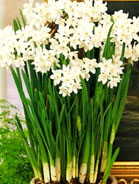 Paperwhites