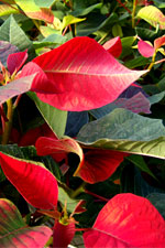 Poinsettias