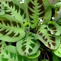 Prayer Plant