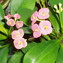 Crown of Thorns