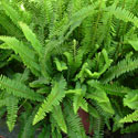 Kimberly Queen Fern