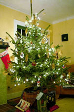 Living Christmas Tree
