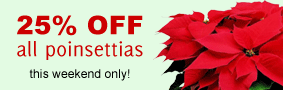 25% OFF all poinsettias