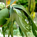 Staghorn Fern