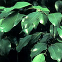 Weeping Fig