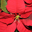 Poinsettia