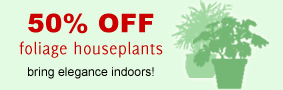 25% OFF all poinsettias