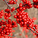 Winterberry