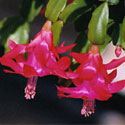 Christmas Cactus