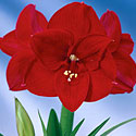Amaryllis