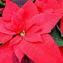 Poinsettia