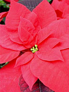 Poinsettia