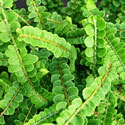 Lemon Button Fern