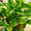 Pothos