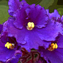 African Violet