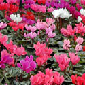 Cyclamen