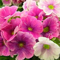 Primrose