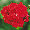 Geranium