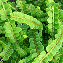 Lemon Button Fern