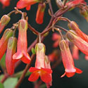 Kalanchoe 'Mirabella'