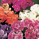 German Primrose