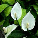 Peace Lily