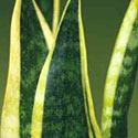 Snake Plant