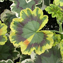 Tricolor Geranium