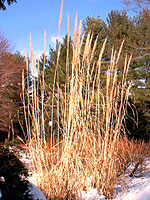 Ornamental Grass in Winter