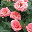 Mini Roses