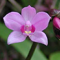 Orchid