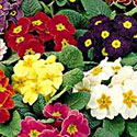 Primroses