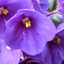 African Violet